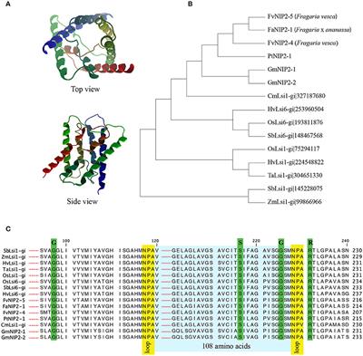 Silicon Transporters and Effects of Silicon Amendments in Strawberry under High Tunnel and Field Conditions